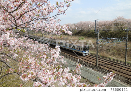 Near Shirai City, Chiba Prefecture Hokuso Railway 7500 series passing through the Hokuso Line and Sakura in full bloom 78600131