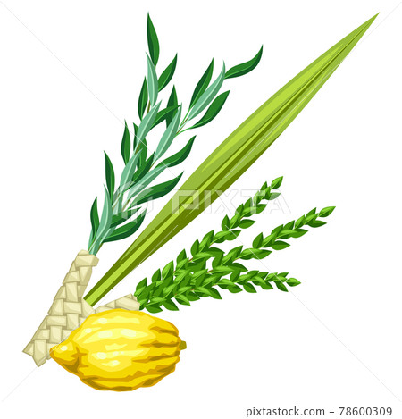 Happy Sukkot traditional symbols. Four species etrog, lulav, willow and myrtle branches. 78600309