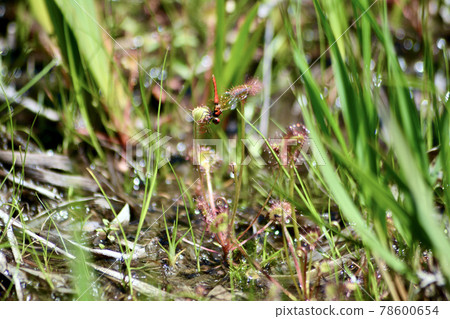 Hatchobori dragonfly 78600654