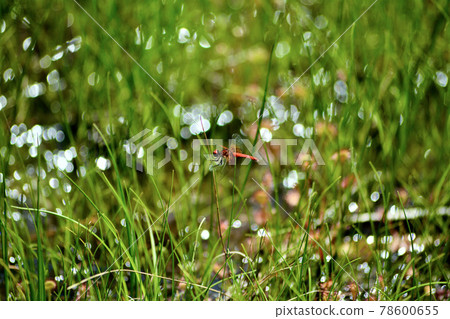 Hatchobori dragonfly 78600655