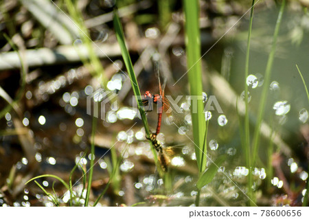 Hatchobori dragonfly 78600656