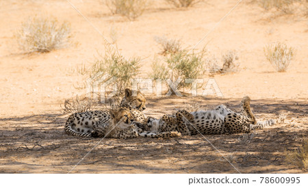 Cheetah in Kgalagadi transfrontier park, South Africa 78600995
