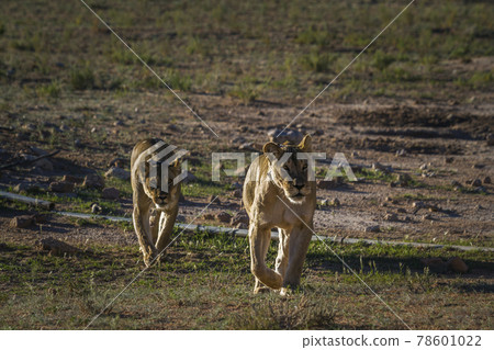 African lion in Kgalagadi transfrontier park, South Africa 78601022