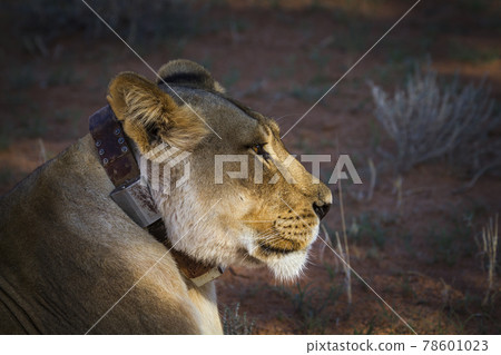 African lion in Kgalagadi transfrontier park, South Africa 78601023