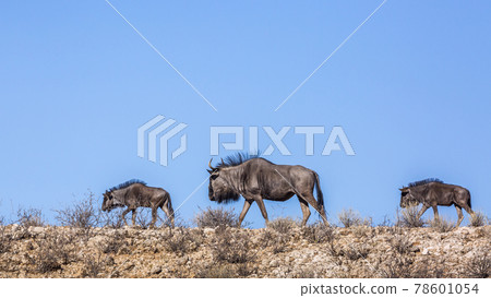 Blue wildebeest in Kgalagadi transfrontier park, South Africa Blue wildebeest in Kgalagadi transfrontier park, South Africa 78601054