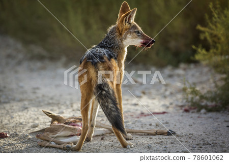 Black backed jackal in Kgalagadi transfrontier park, South Africa 78601062