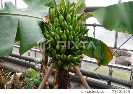 溫室香蕉果實 78601199