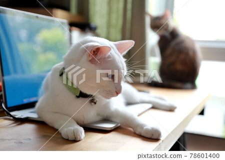 White Cat 78601400