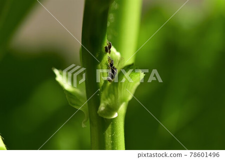 Black aphids on a flower stalk as a close up Black aphids on a flower stalk as a close up 78601496