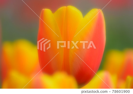 Tulip field 78601900