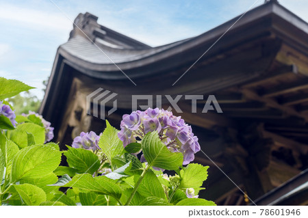 千葉縣日本寺三門和紫繡球 千葉縣日本寺三門和紫繡球 78601946