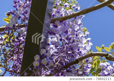 千葉縣 Shotoyama 日本寺廟紫藤花 78602213