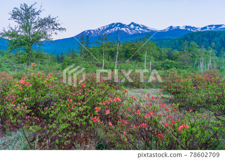 (Nagano Prefecture) The summit of the Japanese azalea and Morgenroth in the Ichinose Gardens of the Norikura Plateau 78602709