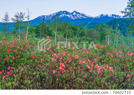 (Nagano Prefecture) The summit of the Japanese azalea and Morgenroth in the Ichinose Gardens of the Norikura Plateau 78602710