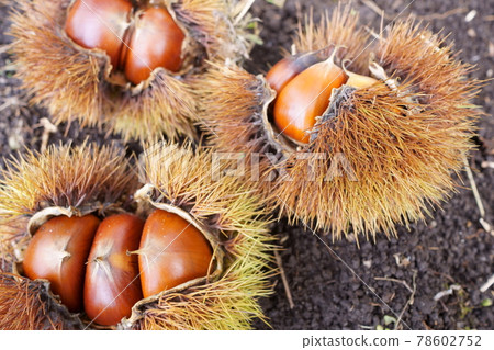 秋收季節的栗子 78602752