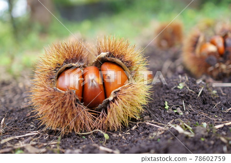 Chestnuts during the autumn harvest season Chestnuts during the autumn harvest season 78602759