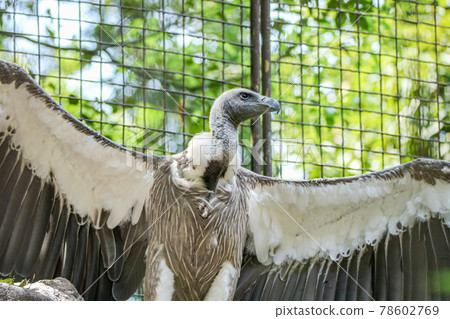 禿鷹展開翅膀 78602769