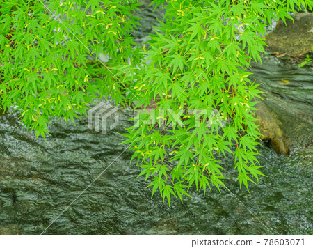 Rokkaen Garden Rokkaen Garden 78603071