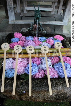 花水長津屋繡球花 京都府 雨季 花語繡球花園 藤之森神社 伏見區 花水長津屋繡球花 京都府 雨季 花語繡球花園 藤之森神社 伏見區 78603594