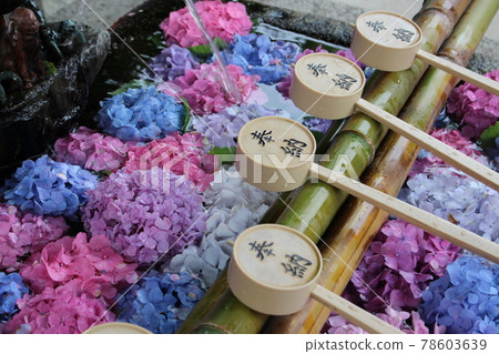 花水長津屋繡球花 京都府 雨季 花語繡球花園 藤之森神社 伏見區 78603639