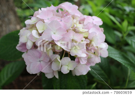 Hydrangea, Kyoto Prefecture, rainy season, flower language, hydrangea garden, Fujinomori Shrine, Fushimi Ward Hydrangea, Kyoto Prefecture, rainy season, flower language, hydrangea garden, Fujinomori Shrine, Fushimi Ward 78603659