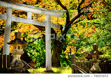 Autumn leaves Torii Autumn leaves Torii 78603855