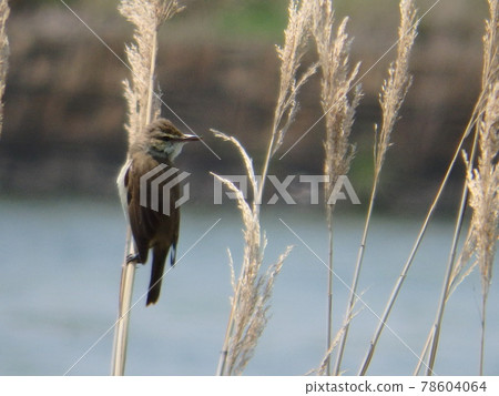 Great reed warbler holding on to the reeds that grow naturally in Onuma, Sendai, and turning around Great reed warbler holding on to the reeds that grow naturally in Onuma, Sendai, and turning around 78604064