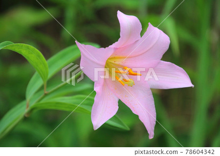 稀有百合姬百合(福島縣喜多方市) 稀有百合姬百合(福島縣喜多方市) 78604342