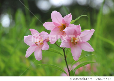 稀有百合姬百合(福島縣喜多方市) 稀有百合姬百合(福島縣喜多方市) 78604348