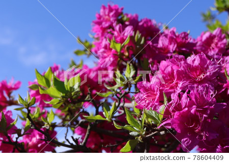 Azalea Azalea 78604409