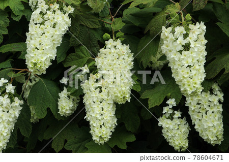 Fusa fujijiugi 78604671