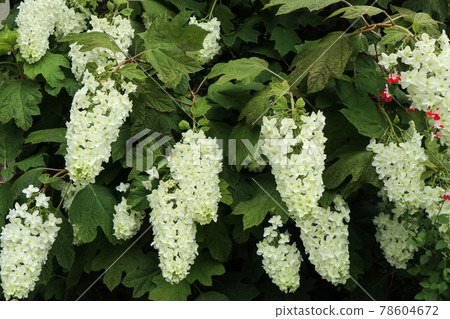 Fusa fujijiugi 78604672