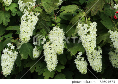 Fusa fujijiugi 78604673