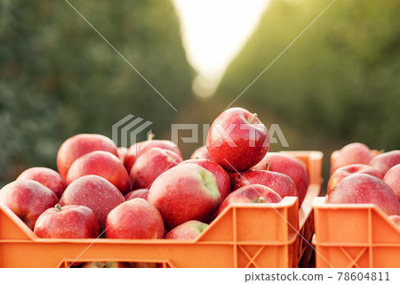 Farm, garden and organic produce, harvesting in autumn and summer Farm, garden and organic produce, harvesting in autumn and summer 78604811