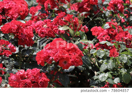 Roses at Ichikawa City Zoo and Botanical Garden in Omachi, Ichikawa City, Chiba Prefecture 78604857