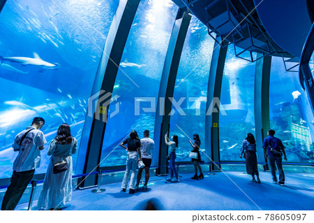 水族館 / 八景島 水族館 / 八景島 78605097