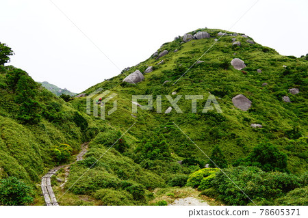 Road from Yakushima Ishidaira to Kuriodake 78605371