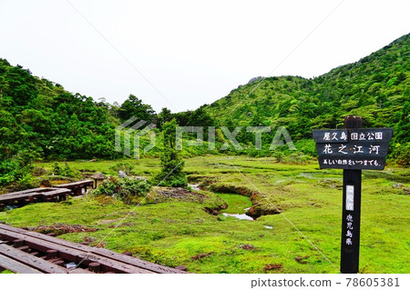 Yakushima Hanayugawa 78605381