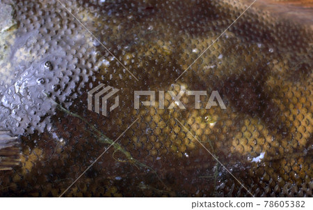 Rock sole background. Flounder variety 78605382