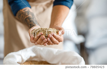 Excellent grain harvest, quality control of ingredients for beer production Excellent grain harvest, quality control of ingredients for beer production 78605423