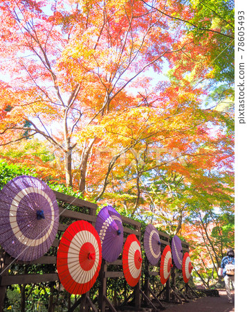 日本傘和五顏六色的秋葉 78605493