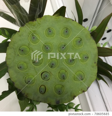 Fresh lotus pod in a vase 78605685