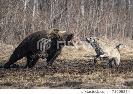 bear and dog . the dog attacks and bites the bear bear and dog . the dog attacks and bites the bear 78606274
