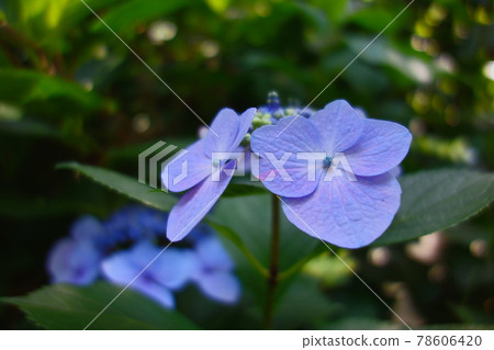 Hydrangea 78606420
