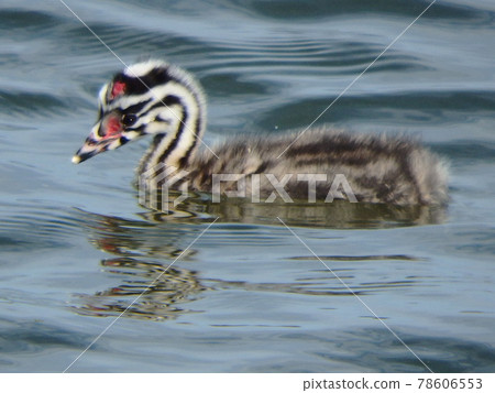 Great crested grebe chicks with moco-moco hair in Onuma, Sendai Great crested grebe chicks with moco-moco hair in Onuma, Sendai 78606553