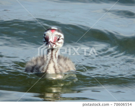 Great crested grebe chicks that have begun to swim on the surface of Onuma in Sendai 78606554