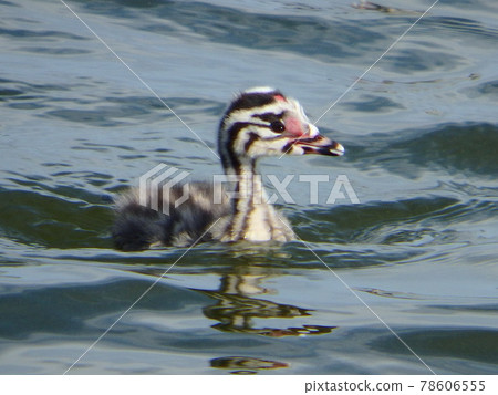 Great crested grebe chicks working hard on the surface of Onuma in Sendai city Great crested grebe chicks working hard on the surface of Onuma in Sendai city 78606555