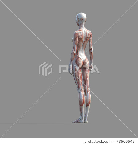Muscle specimen female back whole body... - Stock Illustration ...