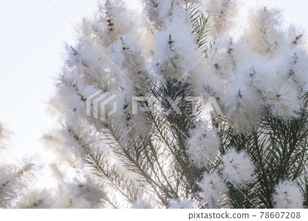 Tea tree tree skin care aromatherapy antiviral herbs image material 78607208