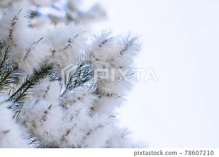 Tea tree tree skin care aromatherapy antiviral herbs image material 78607210